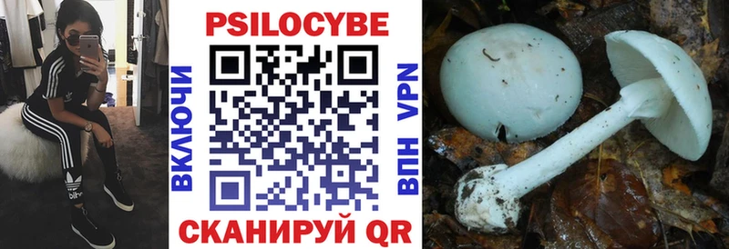 Купить где  Лесосибирск  Галлюциногенные грибы Psilocybine cubensis 